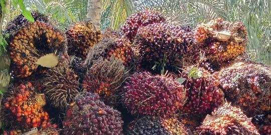 Kota bengkulu